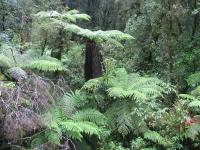 Albums/20060200-New Zealand 2006/20060210-Te Anau to Milford/18